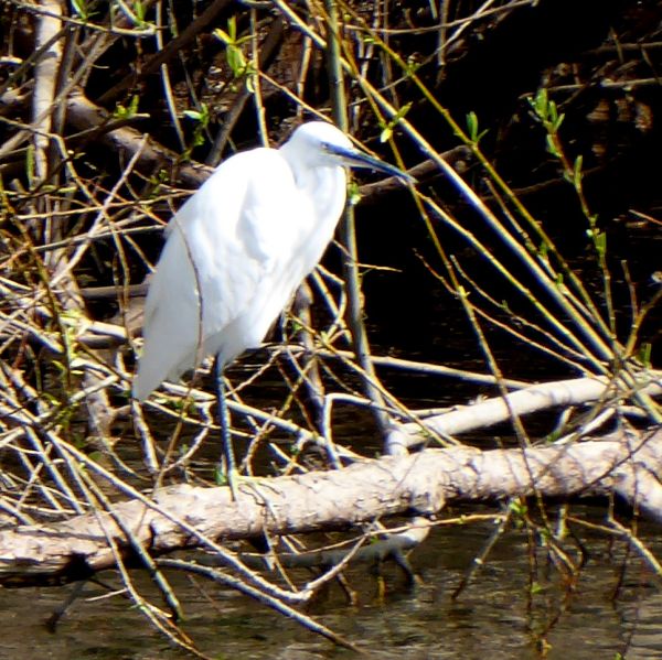 an egret